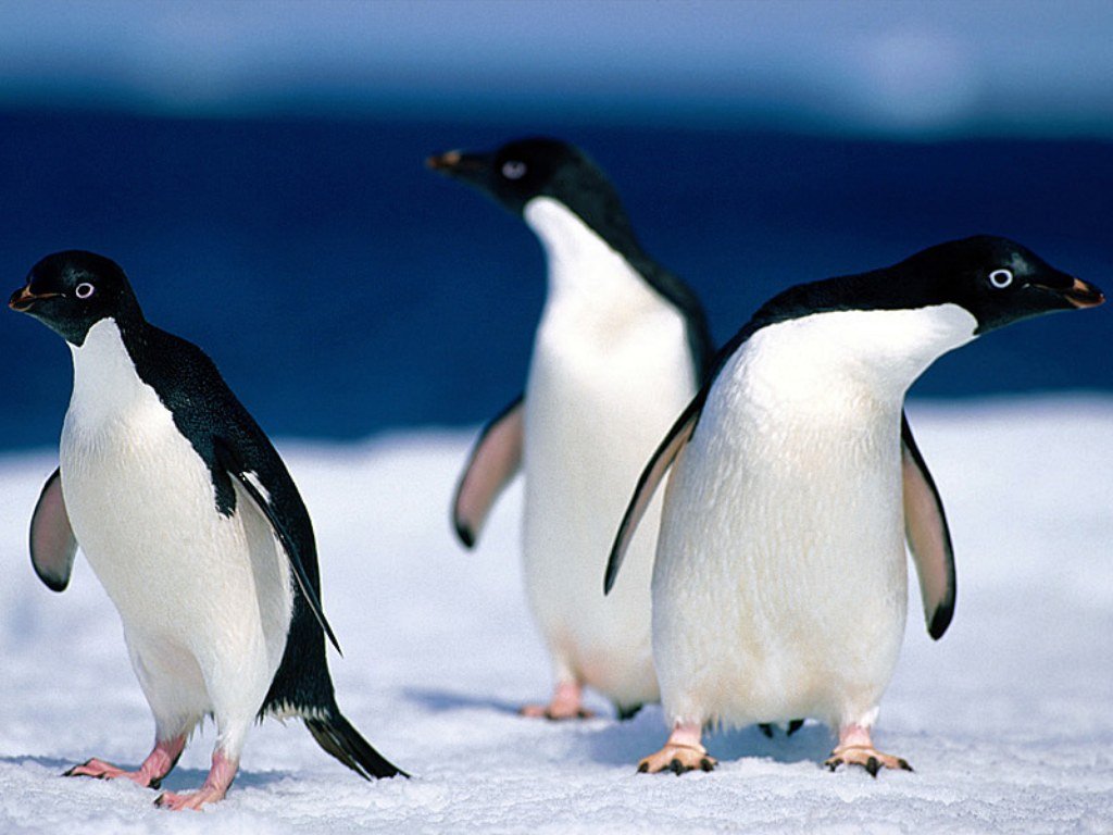 Animals Pinguine6643212100